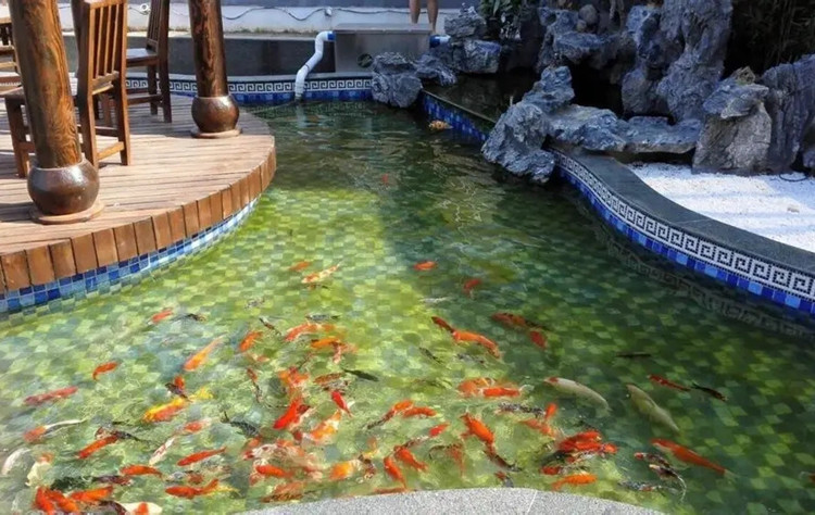 锦鲤鱼池5.jpg