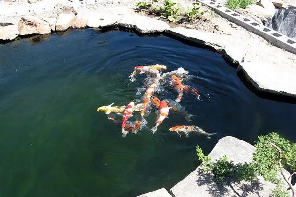 锦鲤鱼池8.jpg