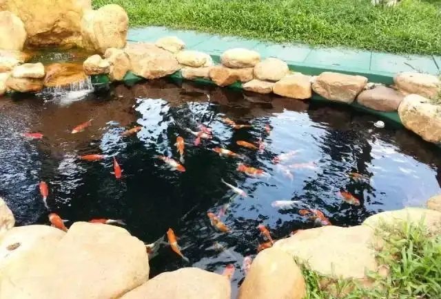 锦鲤鱼池7.jpg