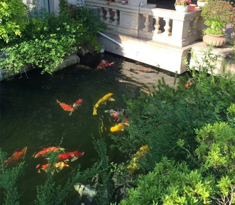 锦鲤鱼池10.jpg