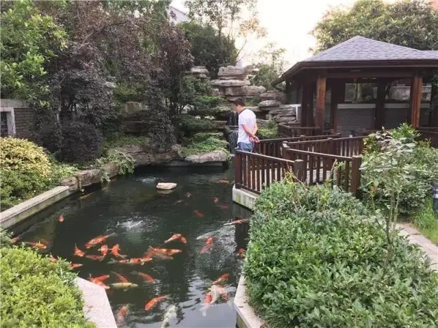 锦鲤鱼池2.jpg