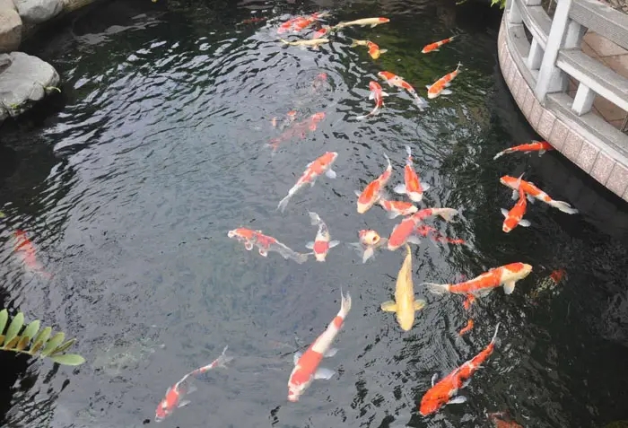 锦鲤鱼池13.jpg
