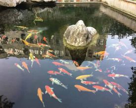 盐城锦鲤鱼池建造、生化过滤系统维护