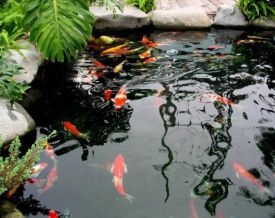 锦鲤鱼池建造的注意事项