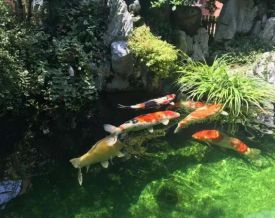 户外锦鲤鱼池的深度应该是什么标准呢？